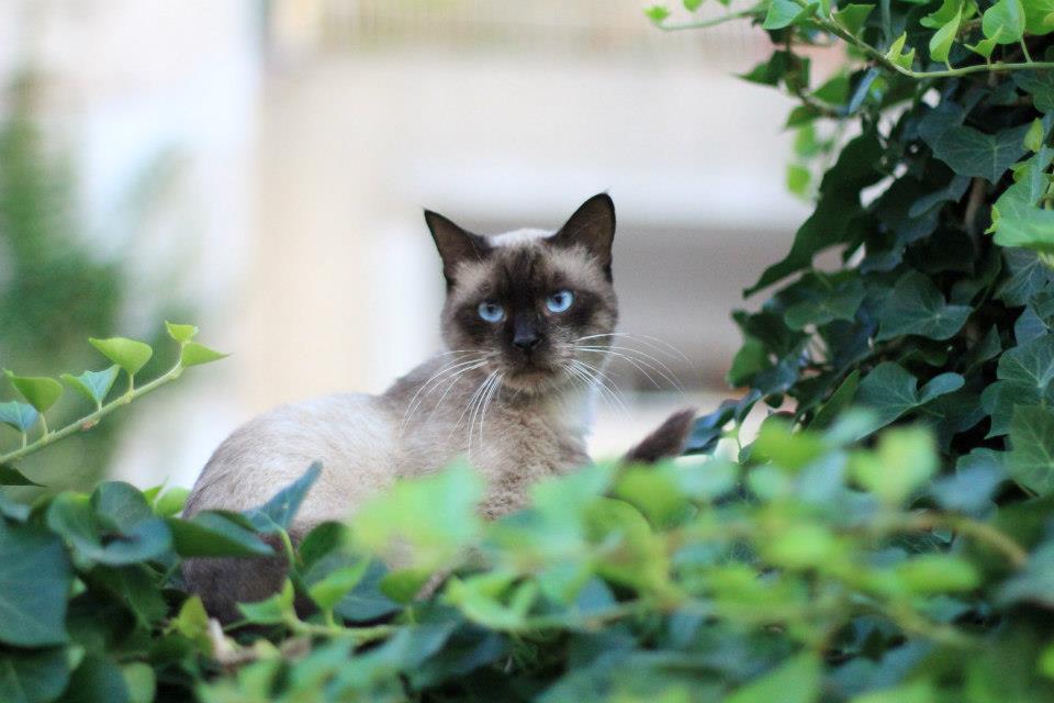 431496_10151013109676711_1637165100_n