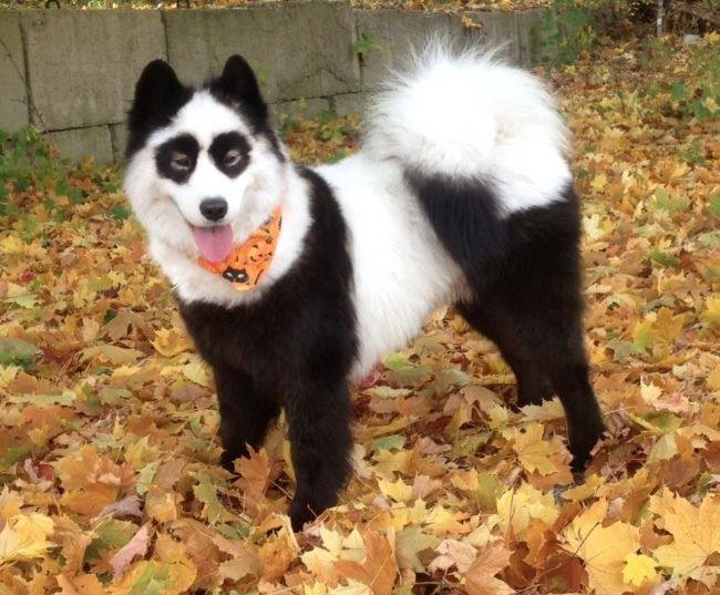 10606423_10152415110091711_8882382689860578605_n