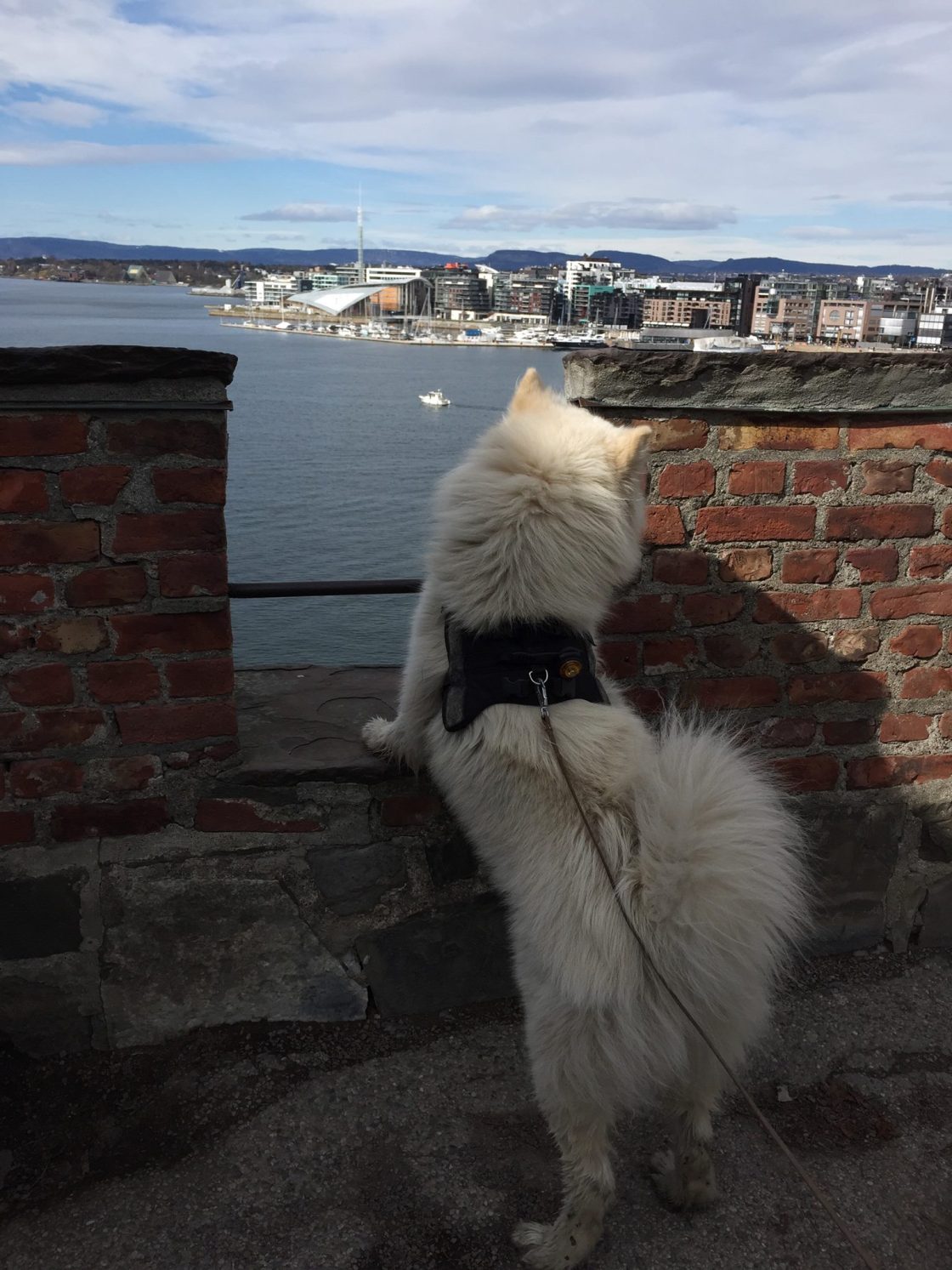 11036160_10152771694696711_8388938910680947848_o