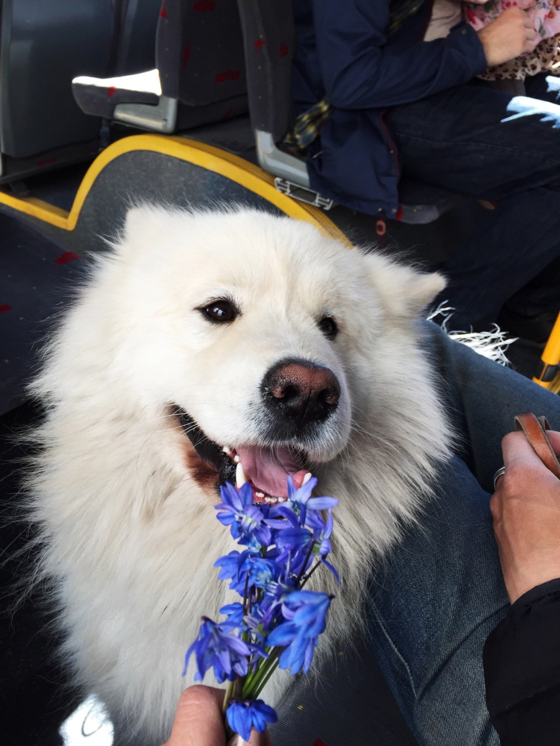 11070350_10152793220396711_357810315_o