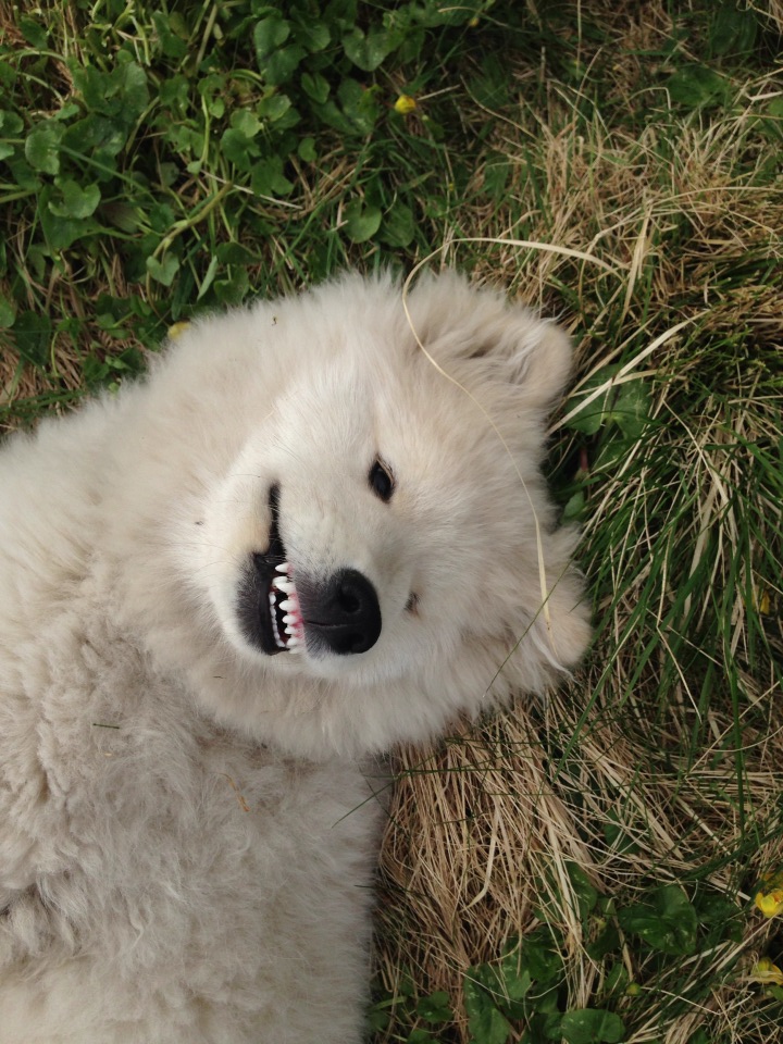 973358_10151404906356711_1773096428_n