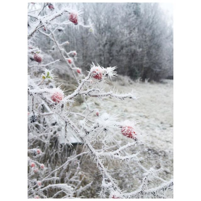 10723729_1643844079210885_807561652_n