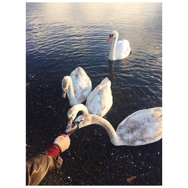 12393747_1156831694334708_348675354_n