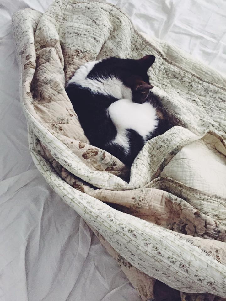 12321435_10153503564411711_1442229690042883152_n