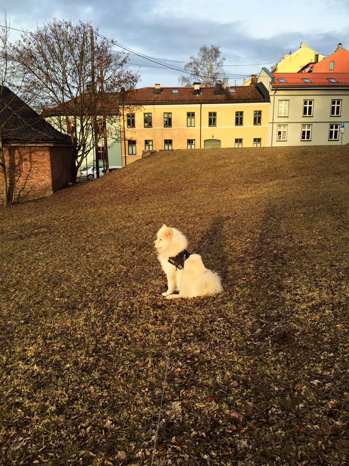 12321509_10153503564096711_151385545937552103_n