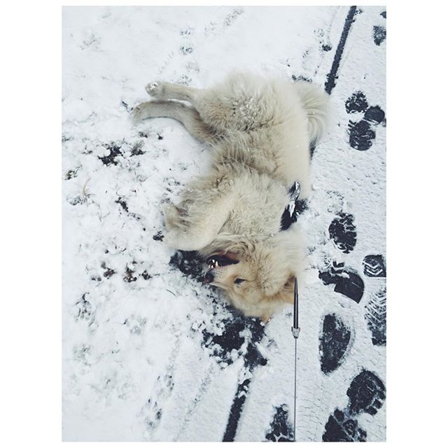 12783932_1691309177807685_7835736_n