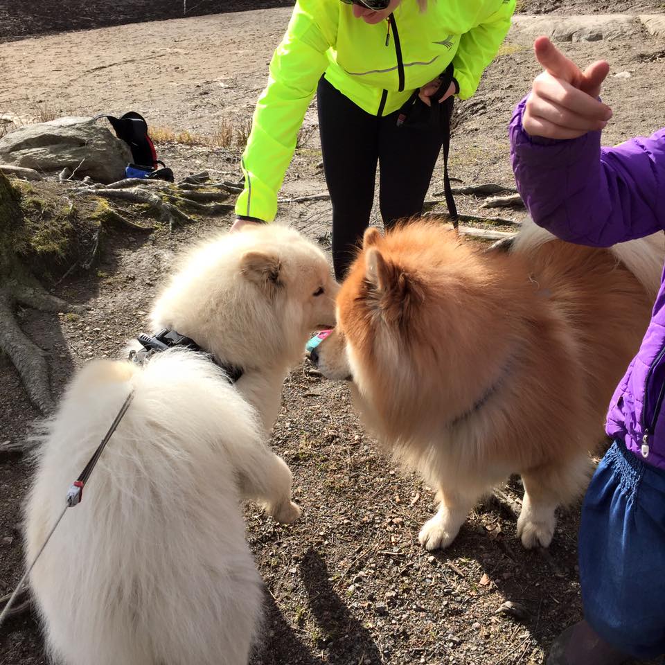 12931130_10153525389876711_8617417898715736190_n