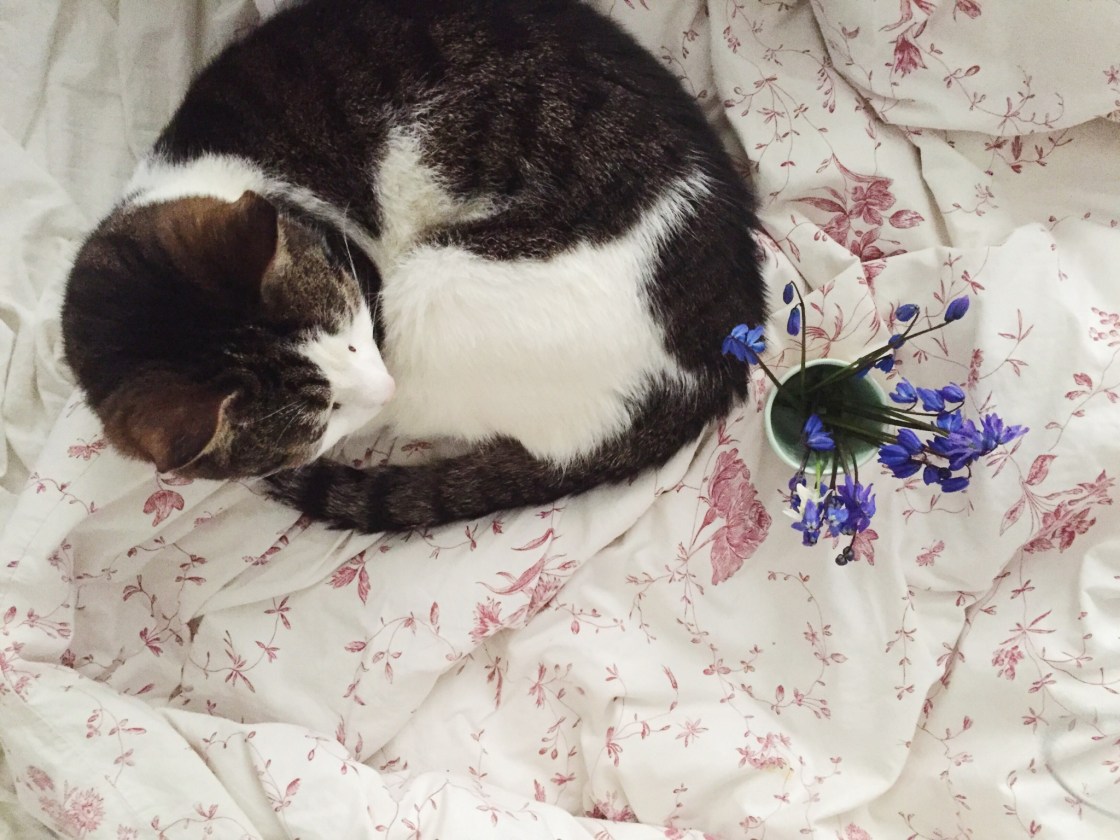 12946796_10153518744056711_286644379_o