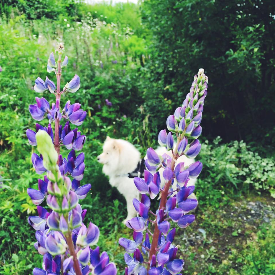 13346635_10153665562246711_468017211350994691_n