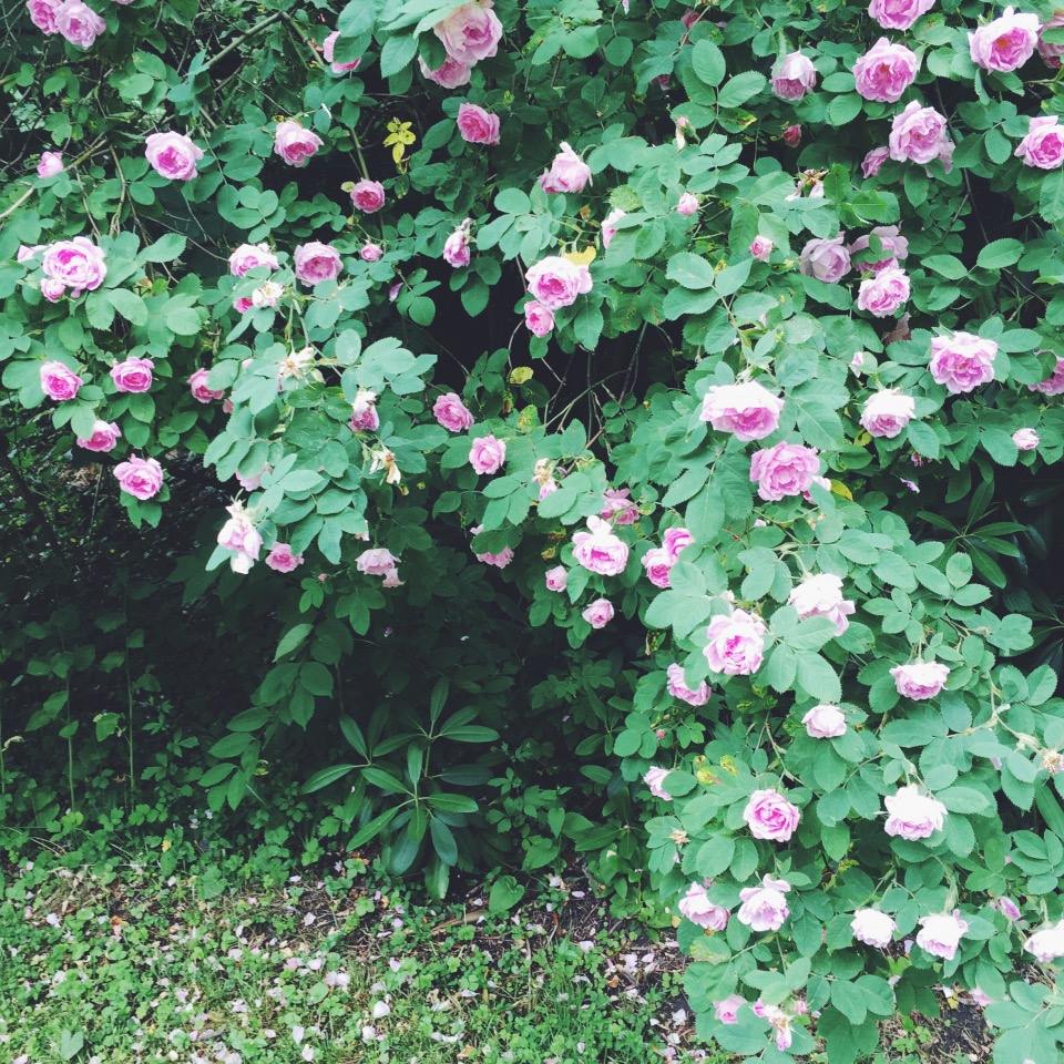 13407273_10153663510076711_8920850201634842150_n