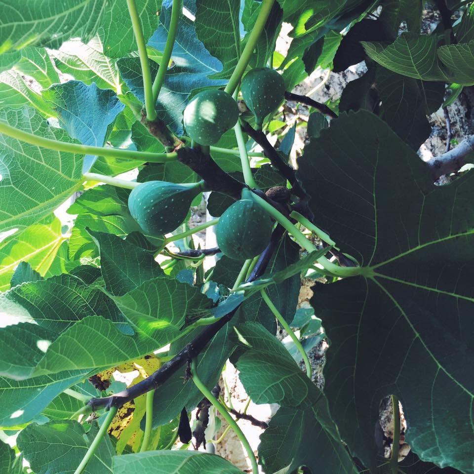 13600108_10153712881611711_8881934960390197195_n