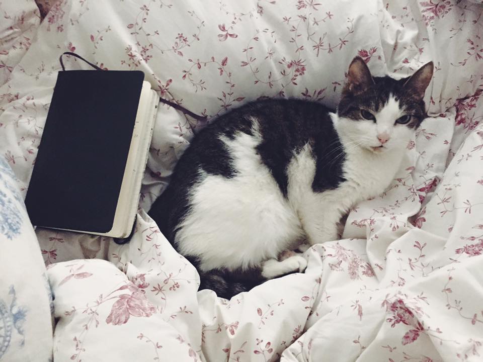 13619810_10153702061721711_9074967215322435375_n