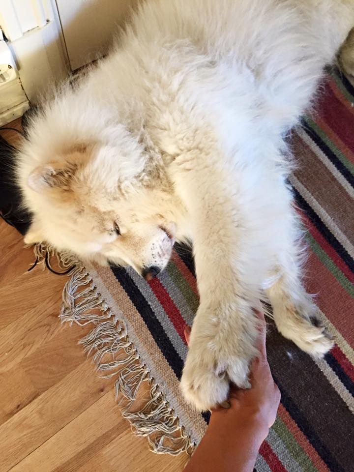 13716067_10153738430146711_4621537618287731637_n