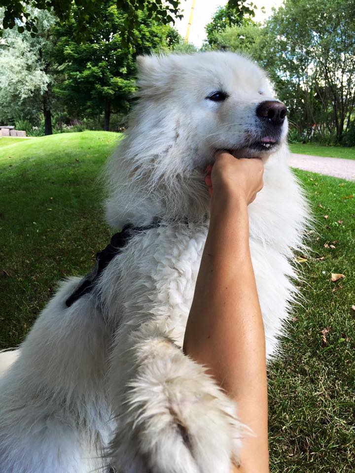 13726844_10153738430121711_8003461189587527730_n