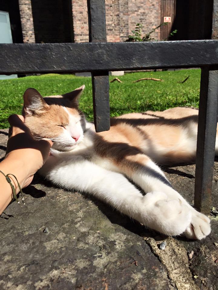 14022358_10153792899976711_5473438996410623727_n