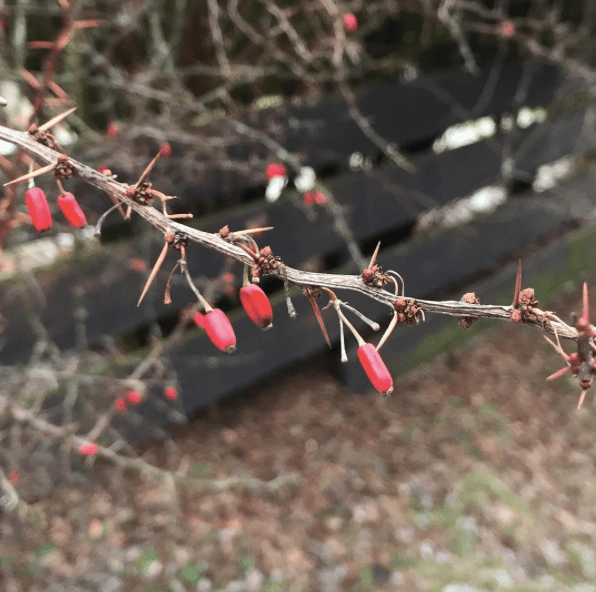 skjermbilde-2017-02-02-08-35-41