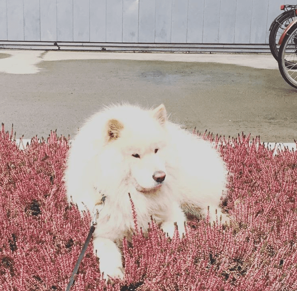 skjermbilde-2017-02-02-08-46-39