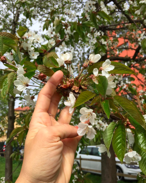 Skjermbilde 2017-05-13 12.04.16.png