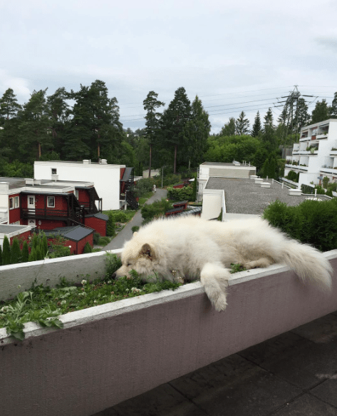 Skjermbilde 2017-07-27 10.26.54.png