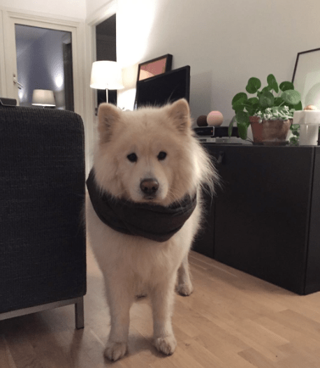 Skjermbilde 2017-10-26 kl. 12.45.29.png