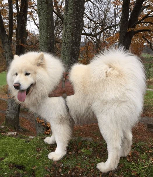 Skjermbilde 2017-11-01 kl. 18.18.45.png