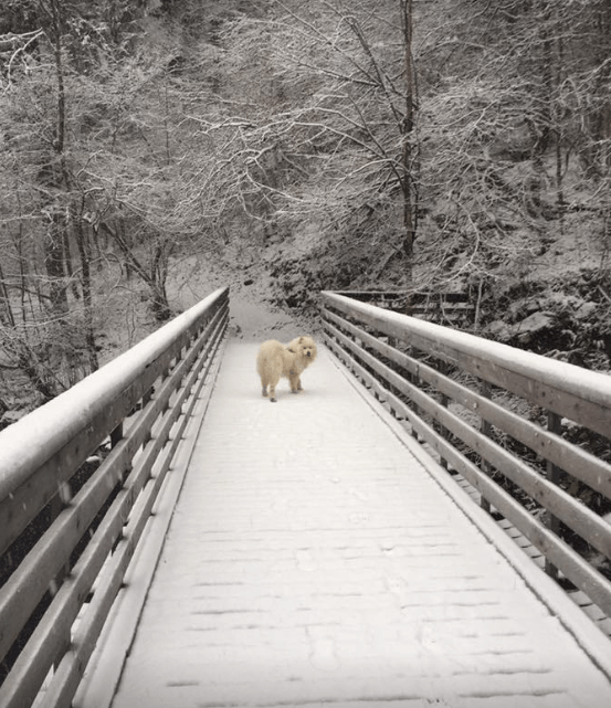 Skjermbilde 2017-11-14 kl. 12.09.19.png