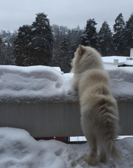 Skjermbilde 2018-02-06 kl. 10.01.22.png