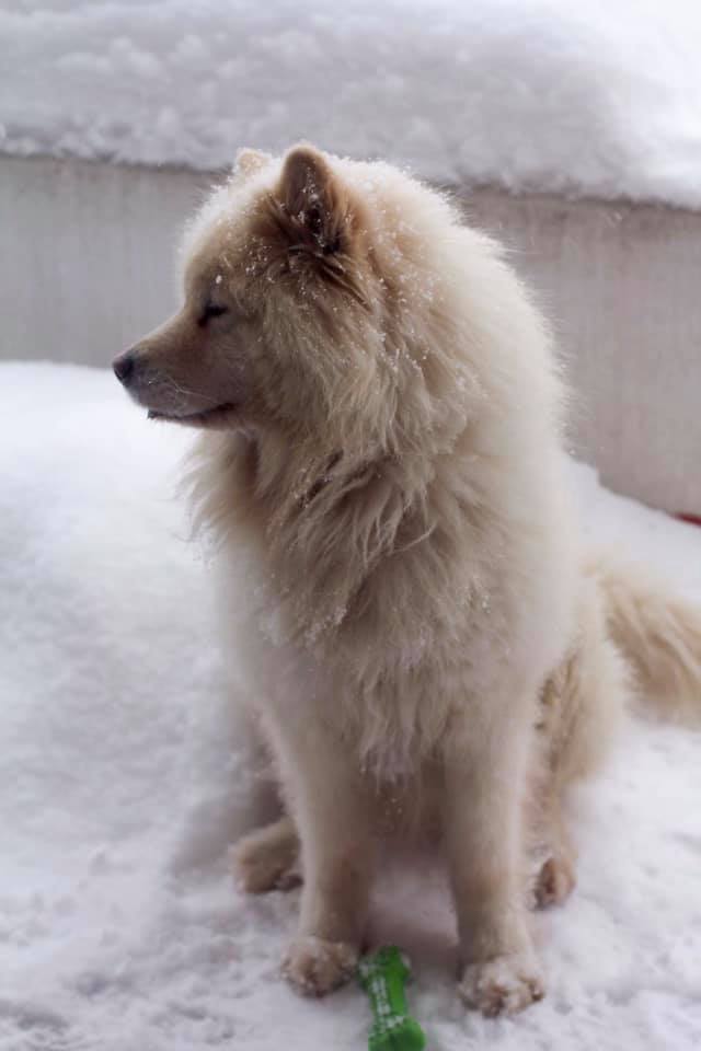 51291872_10155964336511711_5295901762111143936_n