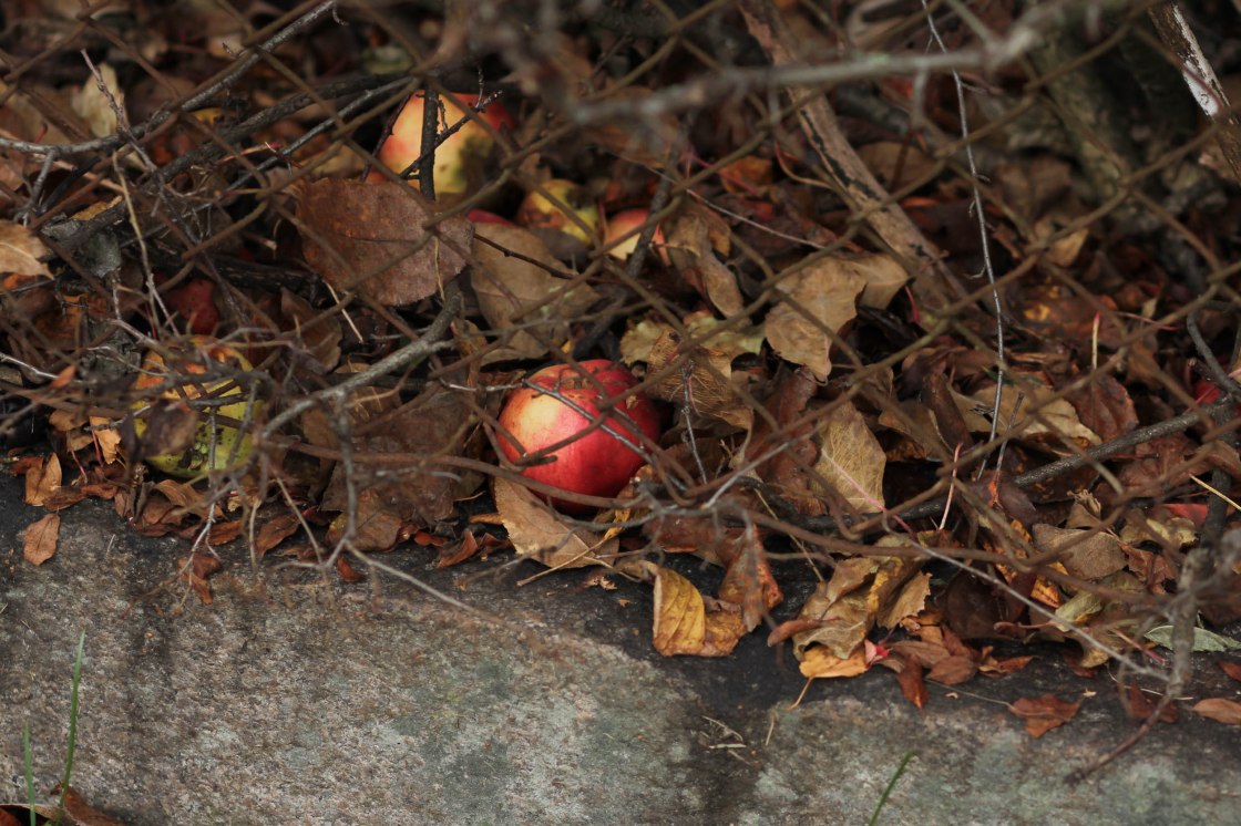 untitledAlina Tran12019-11.jpg