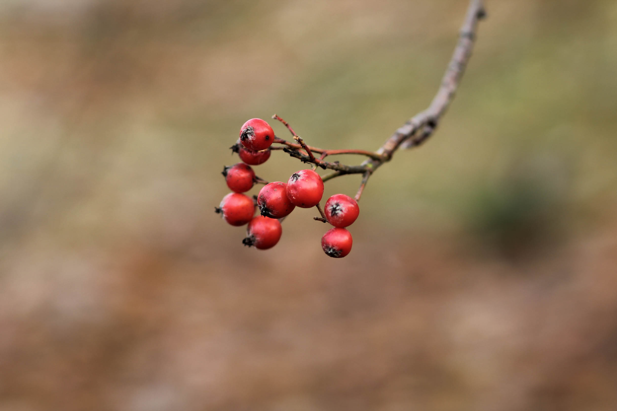 untitledAlina Tran12019-13.jpg