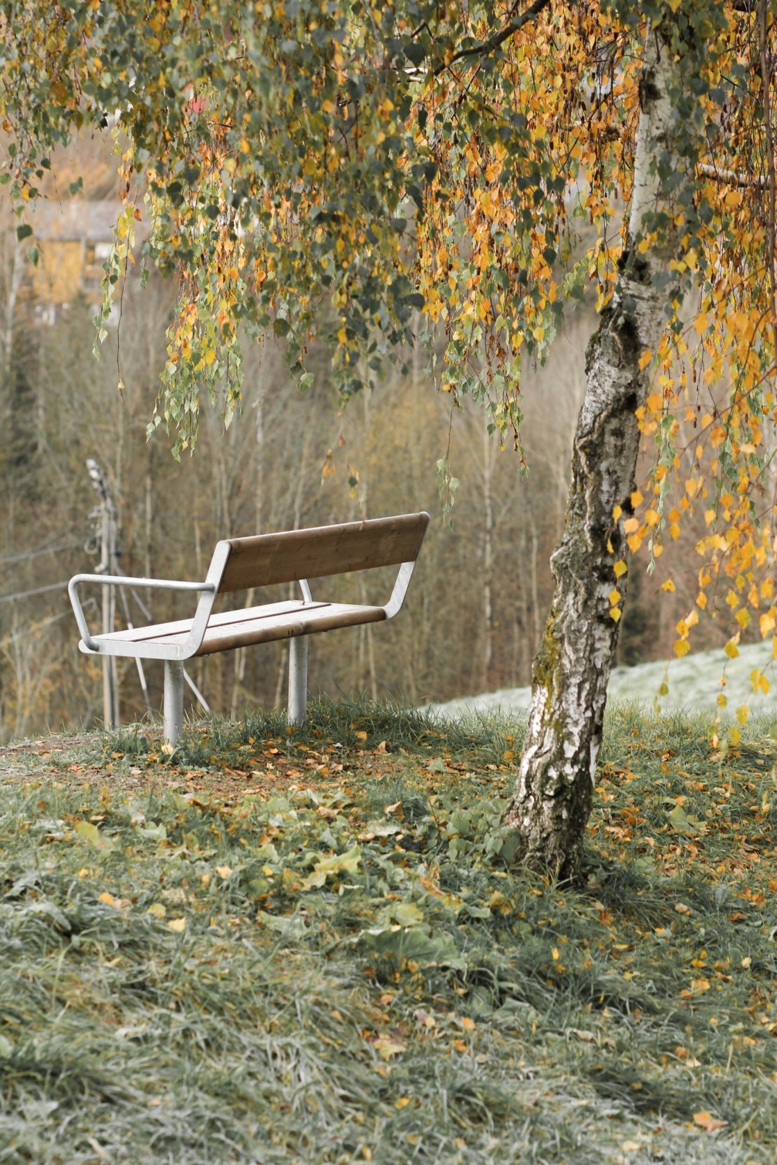 untitledAlina Tran12019-2.jpg