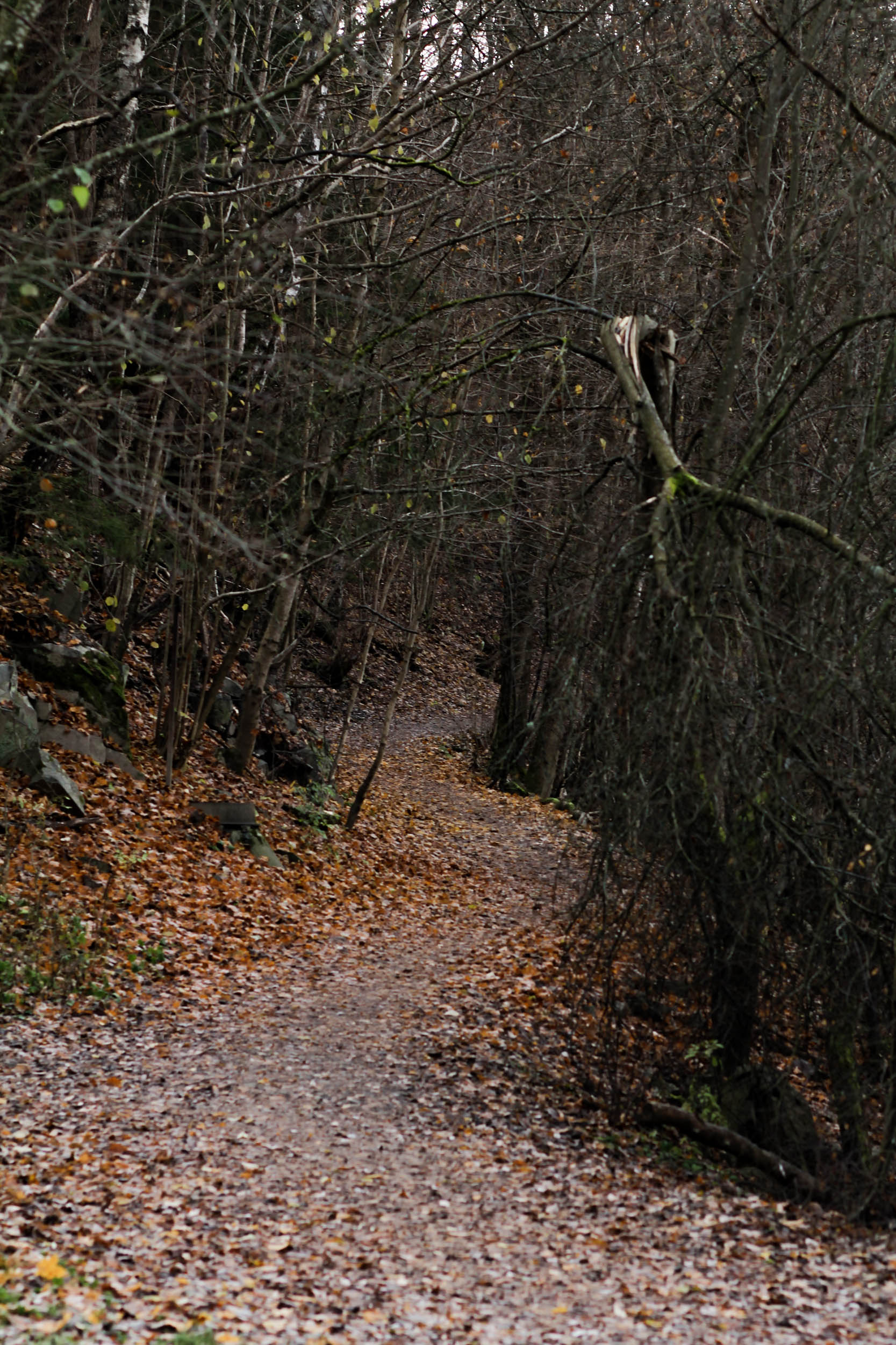 untitledAlina Tran12019-3.jpg